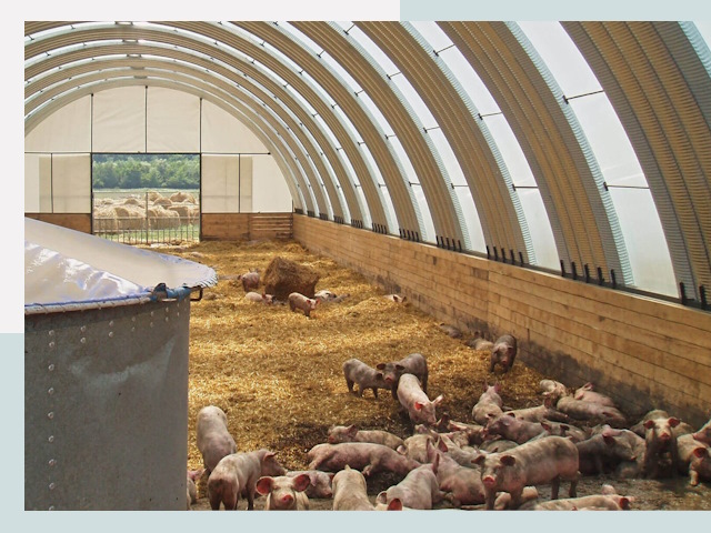 Строительство свинарников в Бузулуке